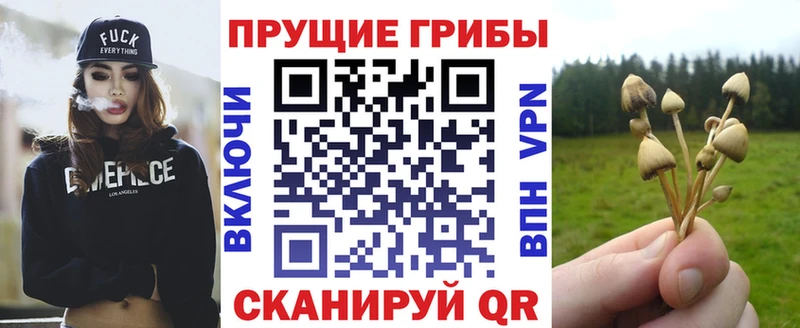 Псилоцибиновые грибы Psilocybine cubensis Пустошка